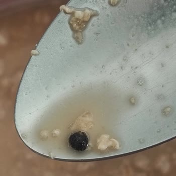 Yulaf Ezmesinden Çıkan Sert Siyah Maddeler Dişimi Kırabilirdi