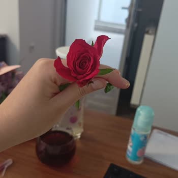 Eksik Ve Solmuş Güller, İlgisiz Hizmet: Özel Günü Hayal Kırıklığına Dönüştüren Sipariş