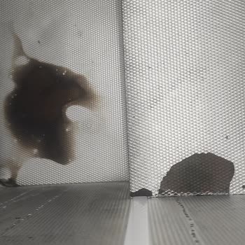 Yeni Alınan Derin Dondurucuda Erken Deformasyon Ve Kart Sorunu