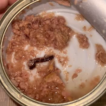 Dardanel Ton Balığında Karşılaştığım Yabancı Maddeyle Yaşadığım Hayal Kırıklığı