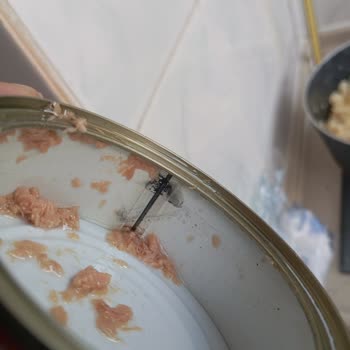 Dardanel Ton Balığı Kutusunda Şüpheli Siyah Leke