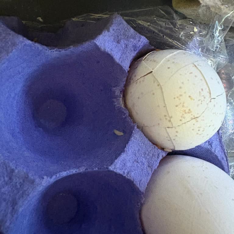 File Market'ten Aldığım Yumurtalarda Kötü Koku Ve Kurtlar Vardı