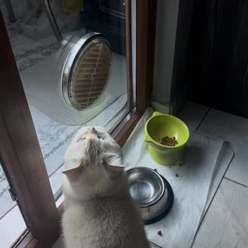 Sahte Kedi Maması Ve İade Sürecinde Mağduriyet Yaşadım