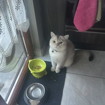 Sahte Kedi Maması Ve İade Sürecinde Mağduriyet Yaşadım