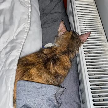 Pet Nature Veteriner Kliniği'nde Şeffaflık Ve Hesap Verilebilirlik Eksikliği