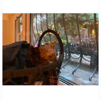 Pet Nature Veteriner Kliniği'nde Şeffaflık Ve Hesap Verilebilirlik Eksikliği