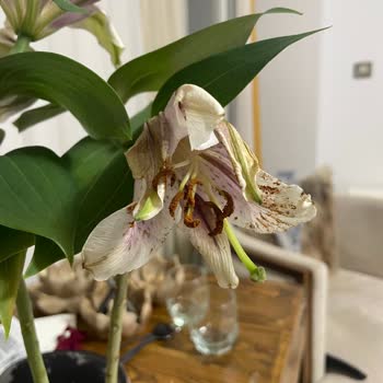 Gönderilen Çiçek Solmuş Çıktı, Çözüm Yetersiz Kaldı