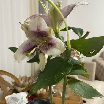 Gönderilen Çiçek Solmuş Çıktı, Çözüm Yetersiz Kaldı