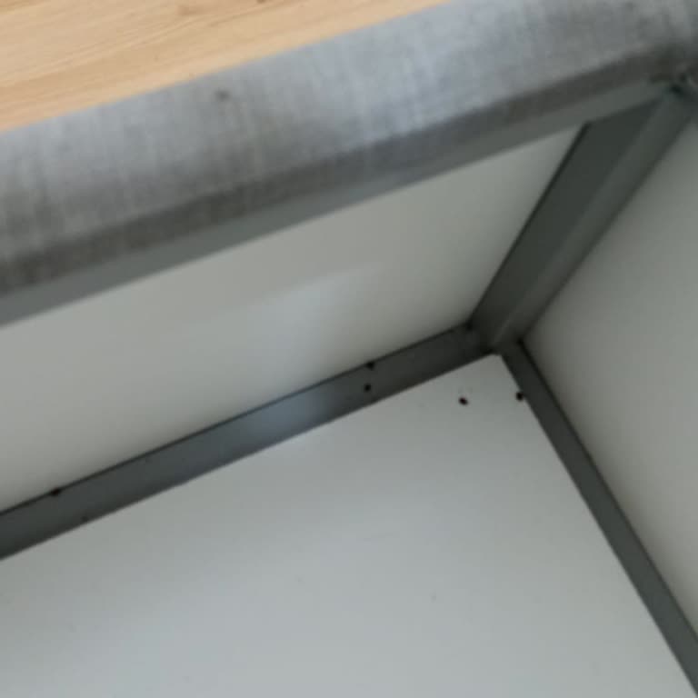 Yataş'tan Aldığım Yatakta Tahta Kurusu Kabusu Ve İlgisiz Müşteri Hizmeti