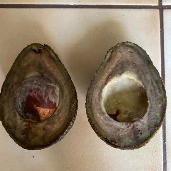 Yemeye Hazır Avokadolar Sürekli Çürük Veya Sert Çıkıyor