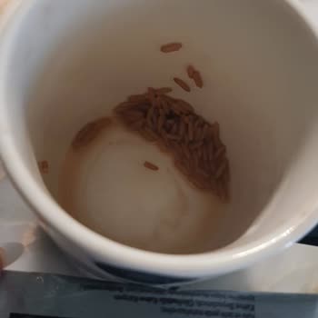 Satın Alınan Nescafe 2'si 1 Arada Paketinden Kurt Çıkması