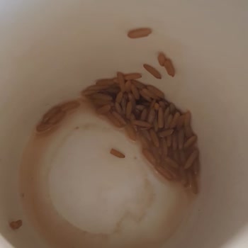 Satın Alınan Nescafe 2'si 1 Arada Paketinden Kurt Çıkması