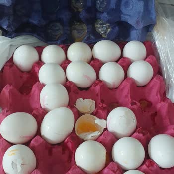 Kırık Ve Boş Yumurtalar Nedeniyle Hayal Kırıklığı