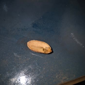 Tadım Gıda Yer Fıstığında Böcek Çıkması Hayal Kırıklığı Yaşattı!