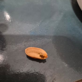 Tadım Gıda Yer Fıstığında Böcek Çıkması Hayal Kırıklığı Yaşattı!