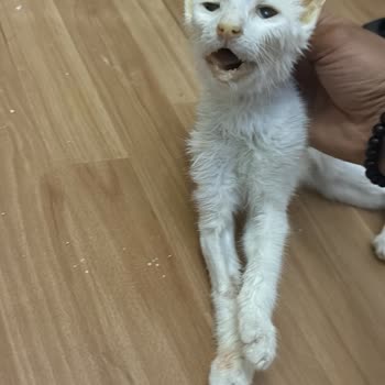 Satın Aldığım Van Kedisi Sağlık Sorunlarıyla Hayatını Kaybetti, Kurum Sorumluluk Almıyor