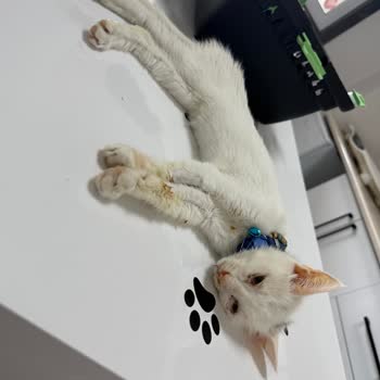 Satın Aldığım Van Kedisi Sağlık Sorunlarıyla Hayatını Kaybetti, Kurum Sorumluluk Almıyor