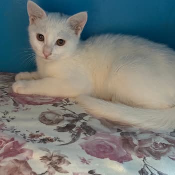 Satın Aldığım Van Kedisi Sağlık Sorunlarıyla Hayatını Kaybetti, Kurum Sorumluluk Almıyor