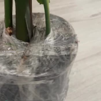 Nadir Kaktüs Plant & Decoration Starliçe Siparişimden Memnun Kalmadım