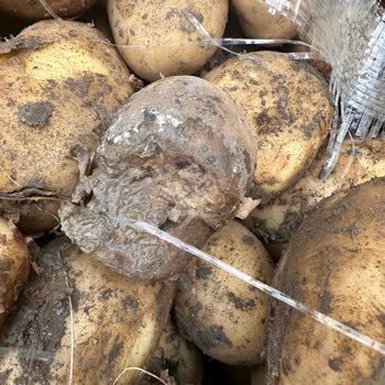 Nevgross Çuval Patatesten Çıkan Çürükler!
