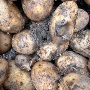 Nevgross Çuval Patatesten Çıkan Çürükler!