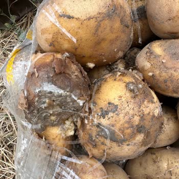 Nevgross Çuval Patatesten Çıkan Çürükler!