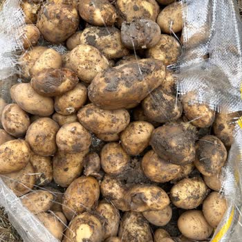 Nevgross Çuval Patatesten Çıkan Çürükler!