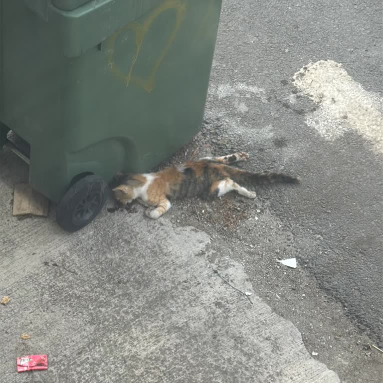 Çöp Toplama Yetersizliği Ve Hijyen Sorunu