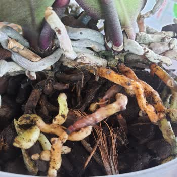 Sağlıksız Orkide Teslimatı Ve İade Taleplerime Yanıt Verilmemesi