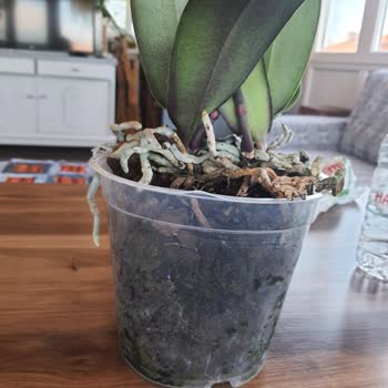 Sağlıksız Orkide Teslimatı Ve İade Taleplerime Yanıt Verilmemesi