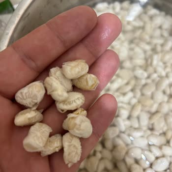 Satın Alınan Kuru Fasulyenin Pişirme Sonrası Dağılması Hakkında Şikayet