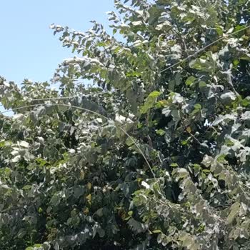 Elektrik Kesintisi Sonrası Televizyonum Bozuldu, Mağduriyetim Giderilmiyor