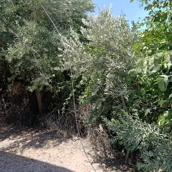 Elektrik Kesintisi Sonrası Televizyonum Bozuldu, Mağduriyetim Giderilmiyor