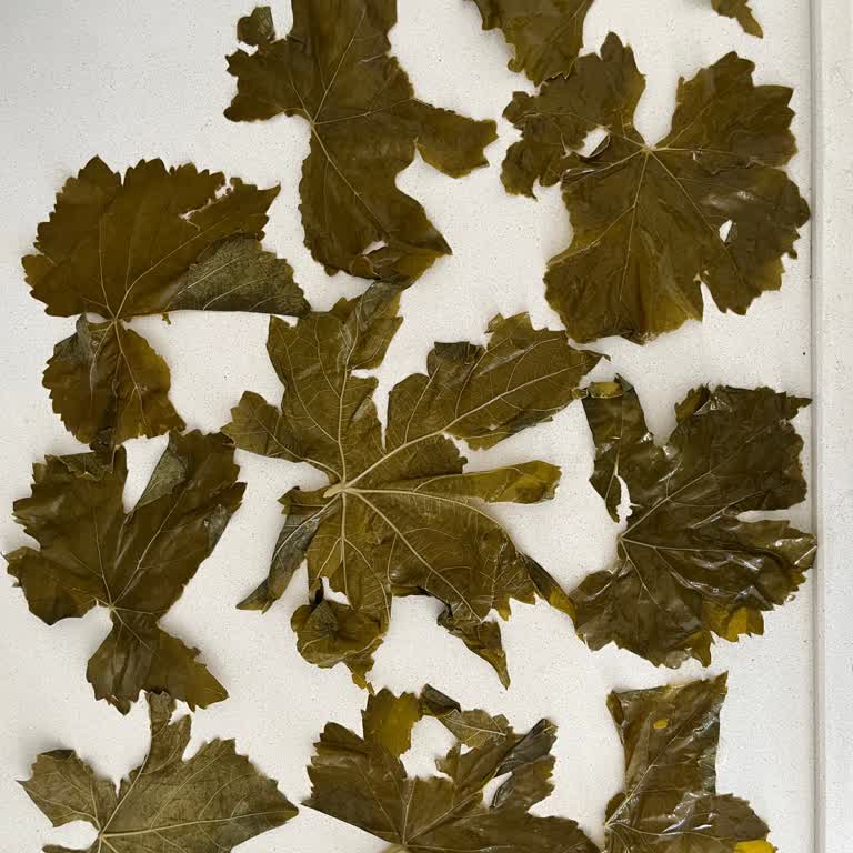 Aldığım Yaprakların İçinden Çıkan Kötü Sürpriz