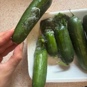 Bozuk Ürünler Ve Eksik Ücret İadesi Sorunu