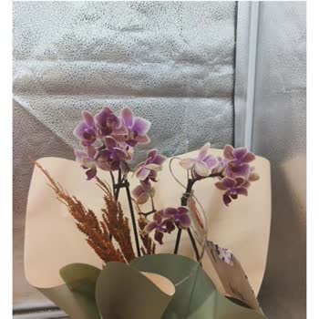 Sipariş Ettiğim Orkide Yerine Sağlıksız Ve Yanlış Ürün Gönderildi