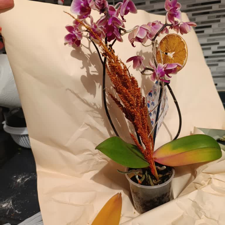 Sipariş Ettiğim Orkide Yerine Sağlıksız Ve Yanlış Ürün Gönderildi