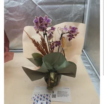 Sipariş Ettiğim Orkide Yerine Sağlıksız Ve Yanlış Ürün Gönderildi