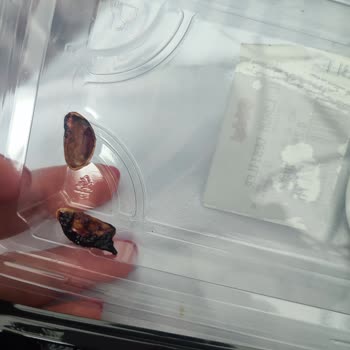 Lokumda Kuruyemiş Kabuğu Şoku: Güven Sarsıldı