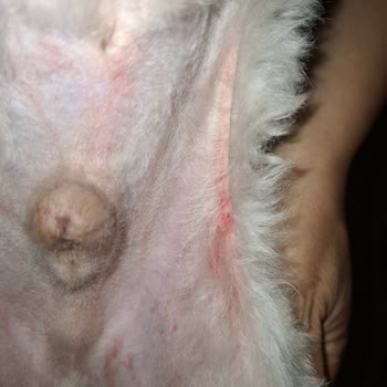 Traş Sonrası Tahriş Ve İlgisiz İletişim Mağduriyeti