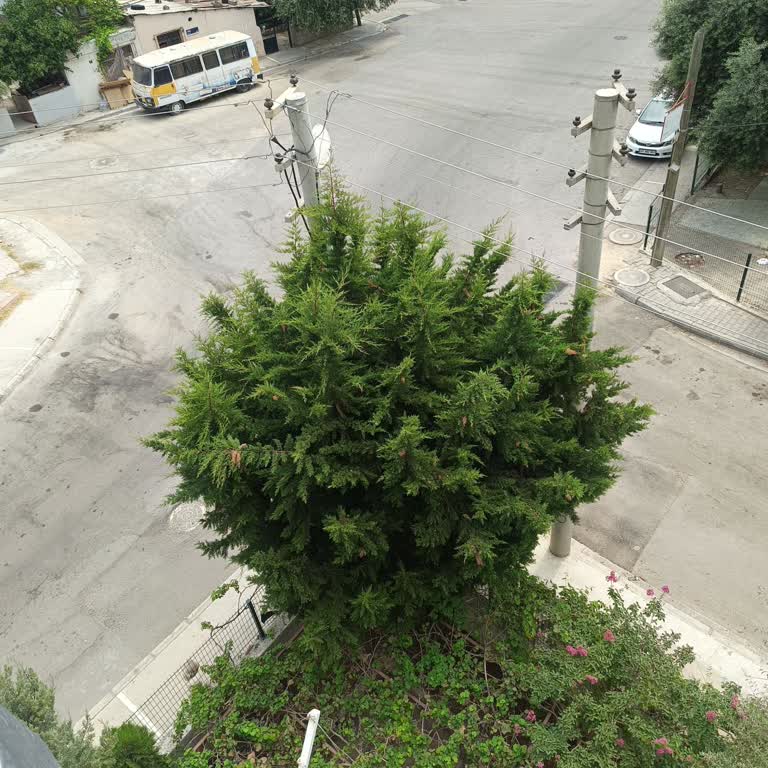 Çam Ağacı Tehlikesi Ve Belediyenin Yetersiz Çözümü