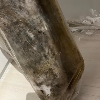 Temiz.co'dan Gelen Halılar Küf İçinde Ve Temizlenmemiş