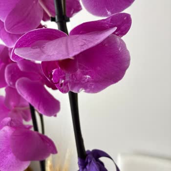 Sipariş Ettiğim Orkide Hem Kusurlu Hem Beklentimin Altında Geldi