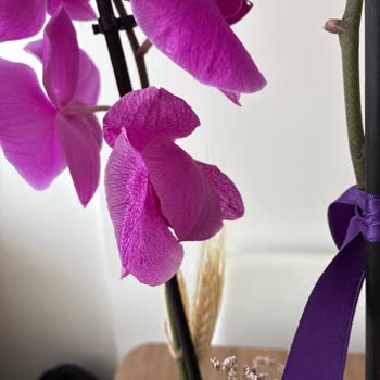 Sipariş Ettiğim Orkide Hem Kusurlu Hem Beklentimin Altında Geldi