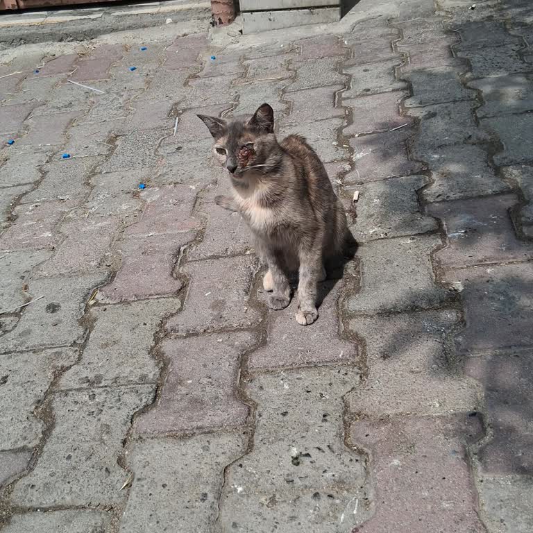 Yaralı Sokak Kedisi İçin Geç Müdahale Ve Yetersiz Ekip