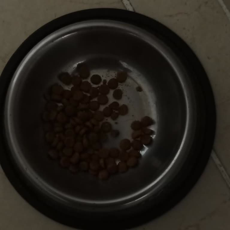 Aldığım Kedi Maması Hem Kötü Hem De Kedim Yemiyor!