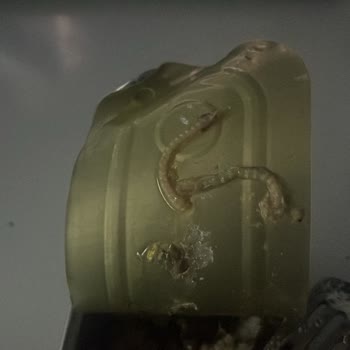 Konserve Sardalyada Yabancı Cisim Ve Hijyen Endişesi Yaşadım