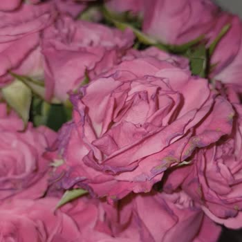 Sipariş Edilen Ve Teslim Edilen Çiçek Arasındaki Büyük Fark Hayal Kırıklığı Yarattı