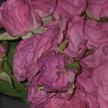 Sipariş Edilen Ve Teslim Edilen Çiçek Arasındaki Büyük Fark Hayal Kırıklığı Yarattı