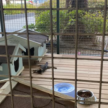 Mavibahçe AVM’de Hayvanlara Yönelik İhmal Ve Duyarsızlık